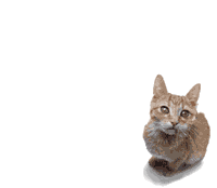 [Image: cat-smalleat.gif]