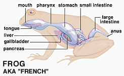 The Farting French Frog