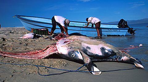 Cutting Manta Ray Meat